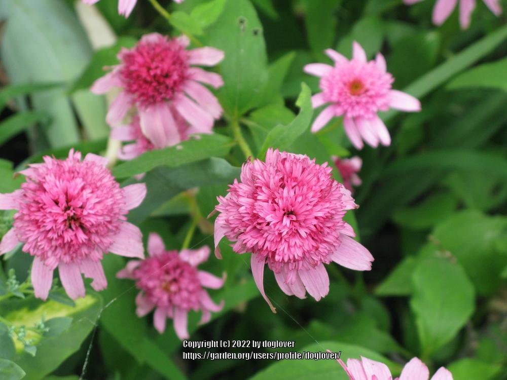 Photo of Coneflower (Echinacea 'Pink Double Delight') uploaded by doglover