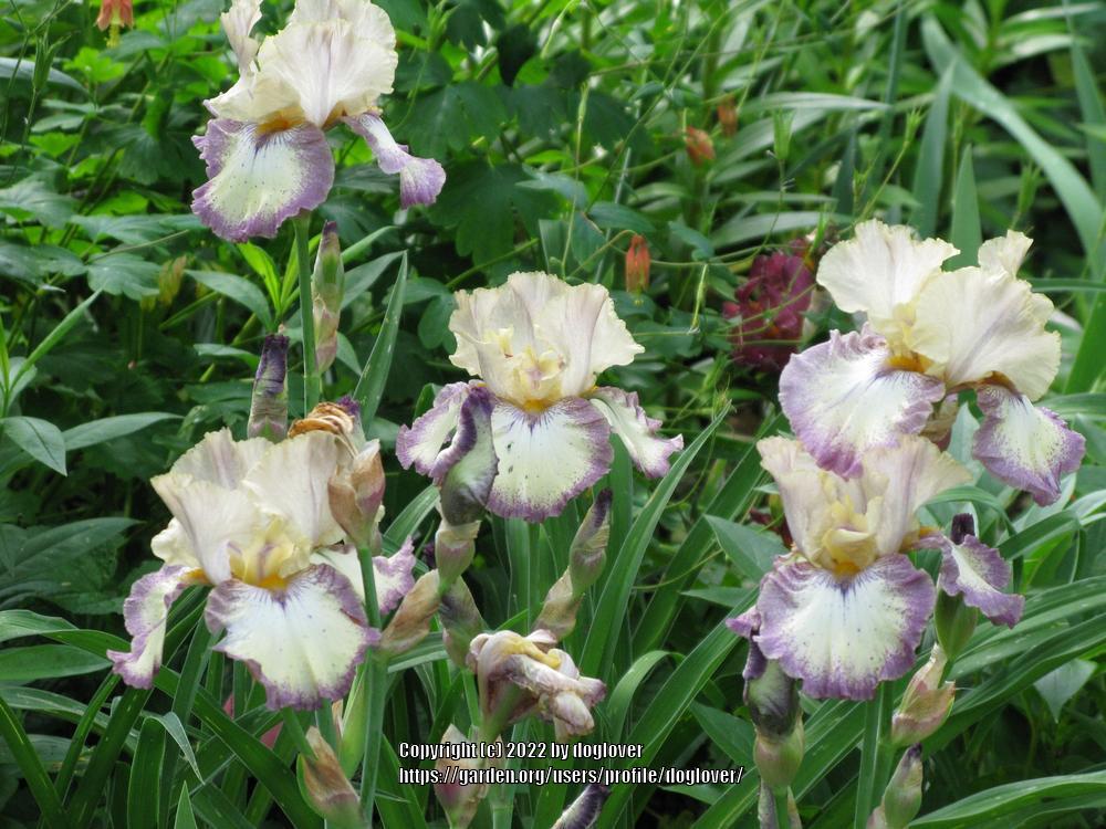 Photo of Tall Bearded Iris (Iris 'Ominous Stranger') uploaded by doglover