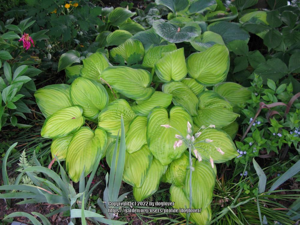 Photo of Hosta 'Stained Glass' uploaded by doglover