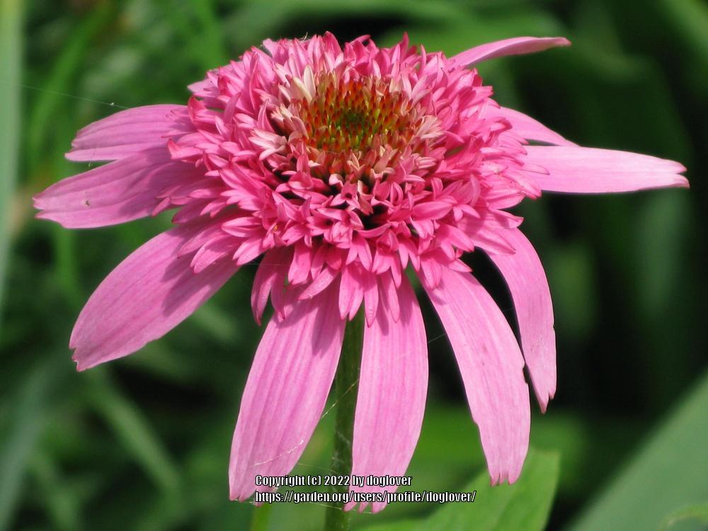 Photo of Coneflower (Echinacea 'Pink Double Delight') uploaded by doglover