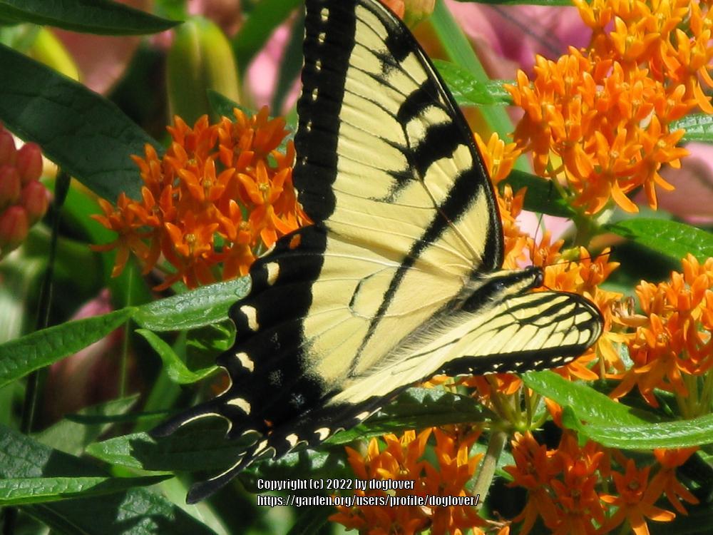 Photo of Butterfly Milkweed (Asclepias tuberosa) uploaded by doglover