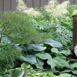 Location: my front yard
Date: 2009-06-05
hosta Sieboldiana Elegans with Goatsbeard and misc. perennials