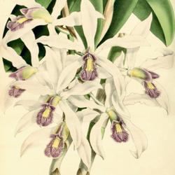 
Date: c. 1887
illustration from 'The Orchid Album', vol. VI by Warner, Williams