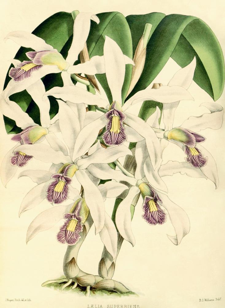 Photo of Orchid (Laelia superbiens) uploaded by scvirginia