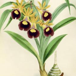 
Date: c. 1887
illustration from 'The Orchid Album', vol. VI by Warner, Williams
