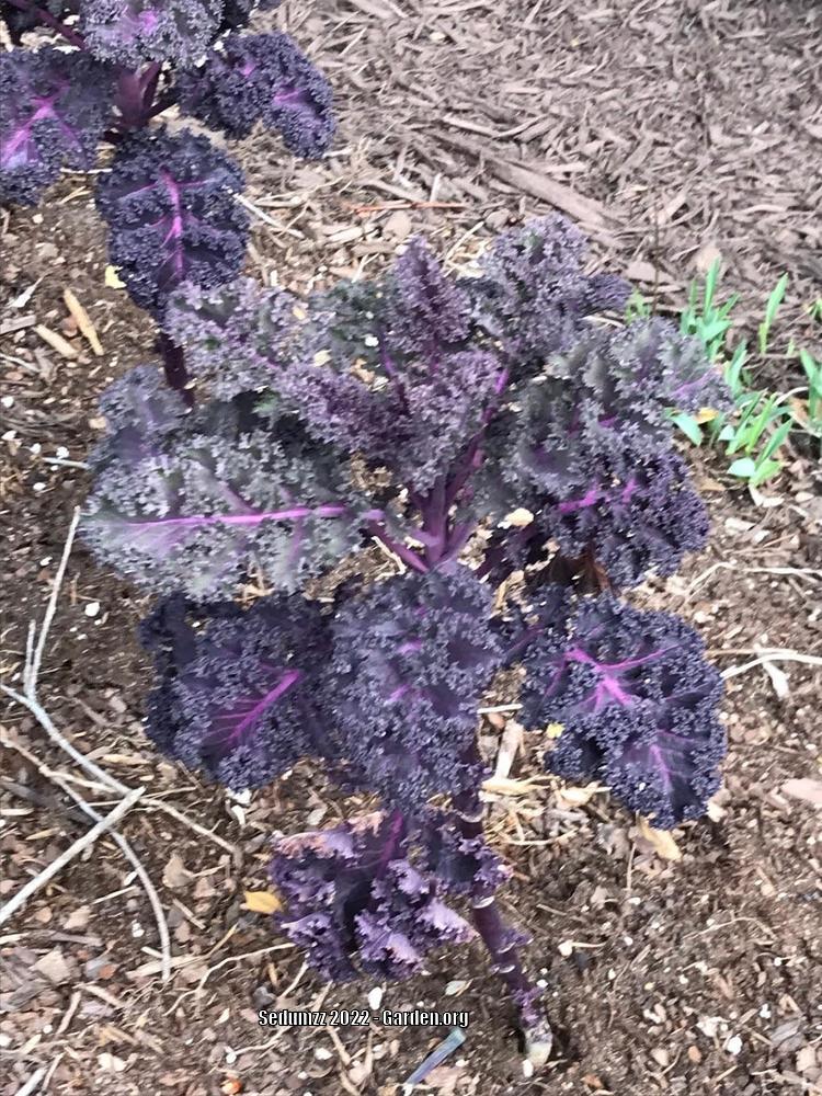 Photo of Kale (Brassica oleracea var. viridis 'Redbor') uploaded by sedumzz