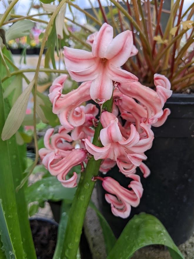 Photo of Dutch Hyacinth (Hyacinthus orientalis 'Pink Pearl') uploaded by Joy