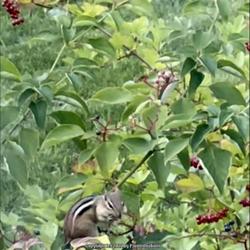 Location: Southern Maine
Date: 2021-08-02
Such fun to watch wildlife enjoy the berries!