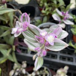 Location: Southern Maine
Date: 2022-03-21
Lovely pink blooms on this plant at a local nursery.