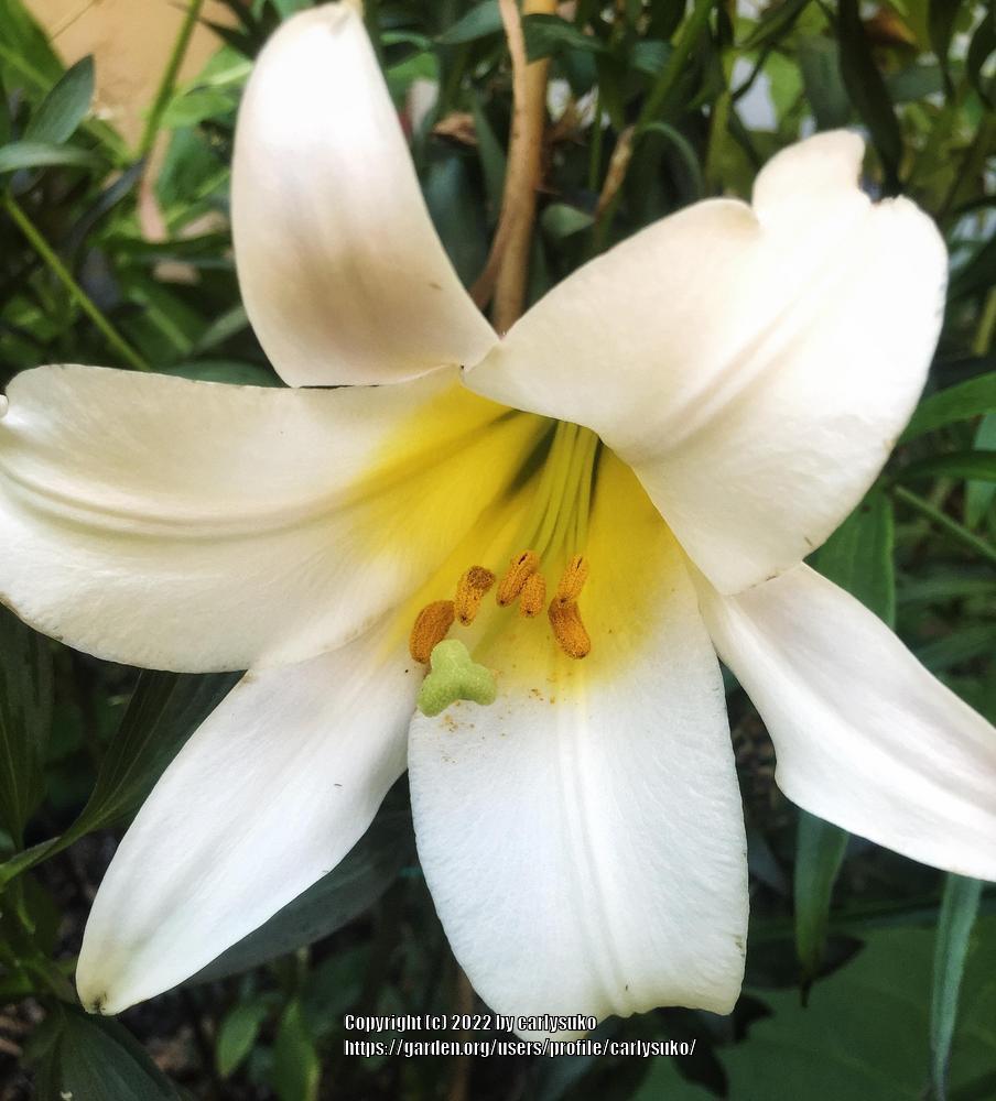 Photo of Regal Lily (Lilium regale) uploaded by carlysuko