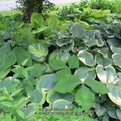 Location: my front yard
Date: 2009-06-12
Great Expectations hosta in center of photo with other hosta and 