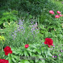 Location: my front yard
Date: 2012-05-08
Baptisia australis with Red Charm peony and misc.