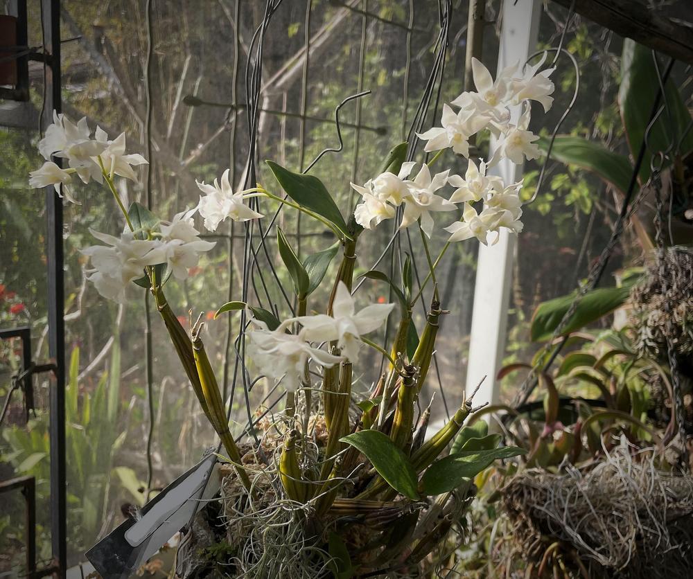Photo of Orchid (Dendrobium Mini Snowflake) uploaded by dyzzypyxxy