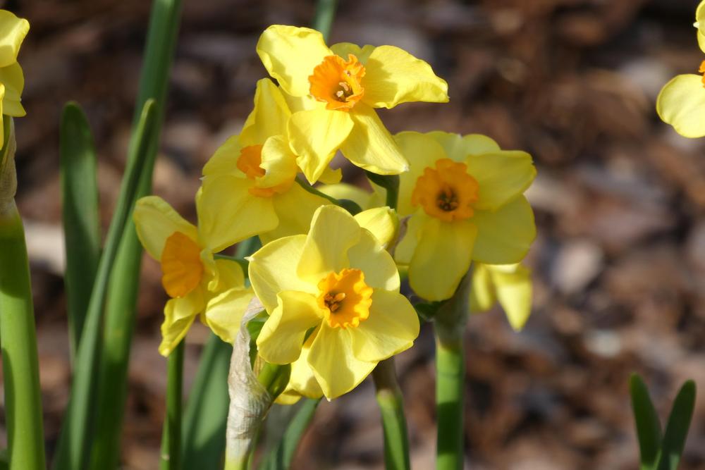 Photo of Tazetta Daffodil (Narcissus 'Golden Dawn') uploaded by LoriMT