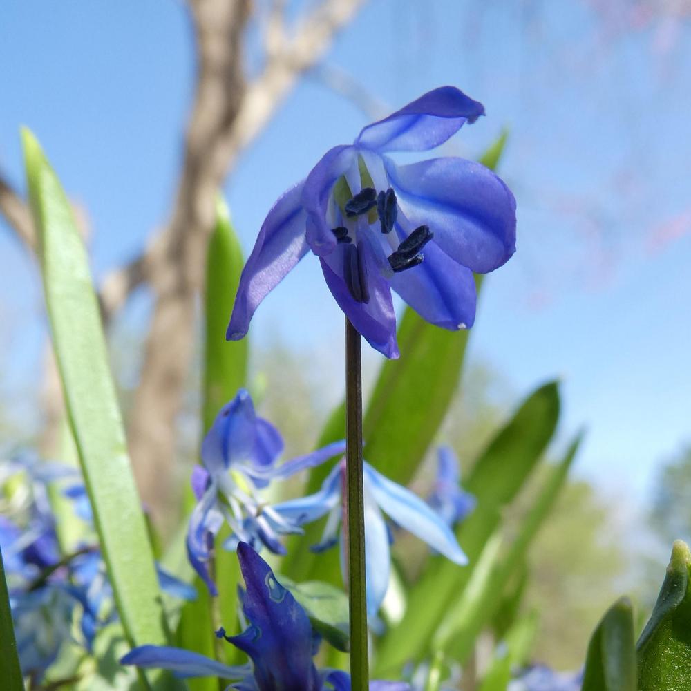Photo of Siberian Squill (Scilla siberica) uploaded by LoriMT