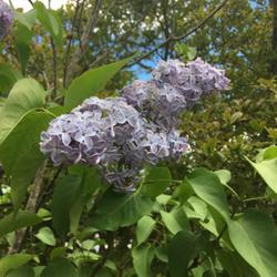 Location: Southern Maine
Date: 2020-06-01
Common lilac