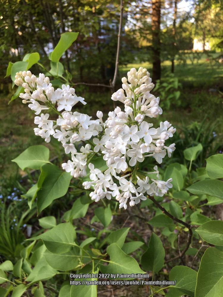 Photo of Common Lilac (Syringa vulgaris) uploaded by Paintedtrillium
