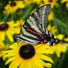 Zebra swallowtail butterfly on Viette's Little Suzy