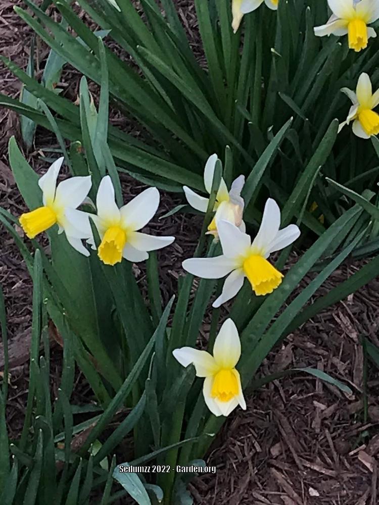 Photo of Jonquilla Daffodil (Narcissus 'Golden Echo') uploaded by sedumzz
