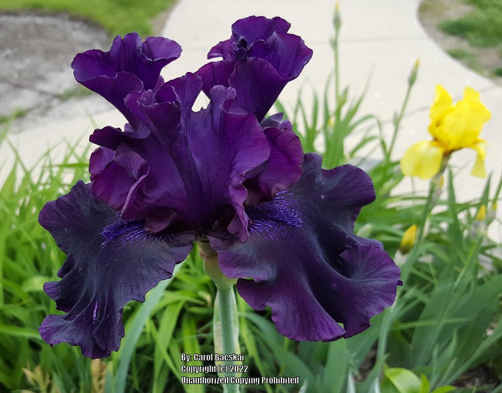 Photo of Tall Bearded Iris (Iris 'Diabolique') uploaded by Artsee1