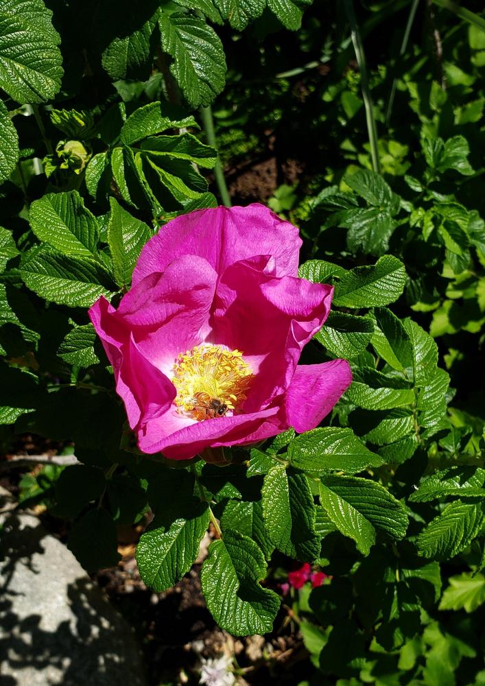 Photo of Beach Rose (Rosa rugosa) uploaded by CaliforniaPeach