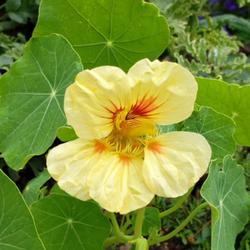 Location: Orange County, California
Date: 2021-05-04
Nasturtium Peach Melba. Blooms just about all year long here in s