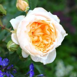 Location: Orange County, California
Rosa 'Edith's Darling', a Downton Abbey rose