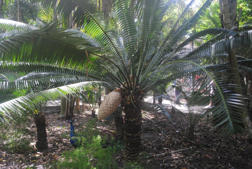 Photo of Giant Dioon (Dioon spinulosum) uploaded by ILPARW