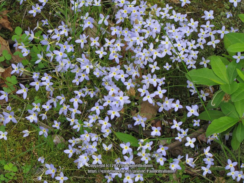 Photo of Bluets (Houstonia caerulea) uploaded by Paintedtrillium