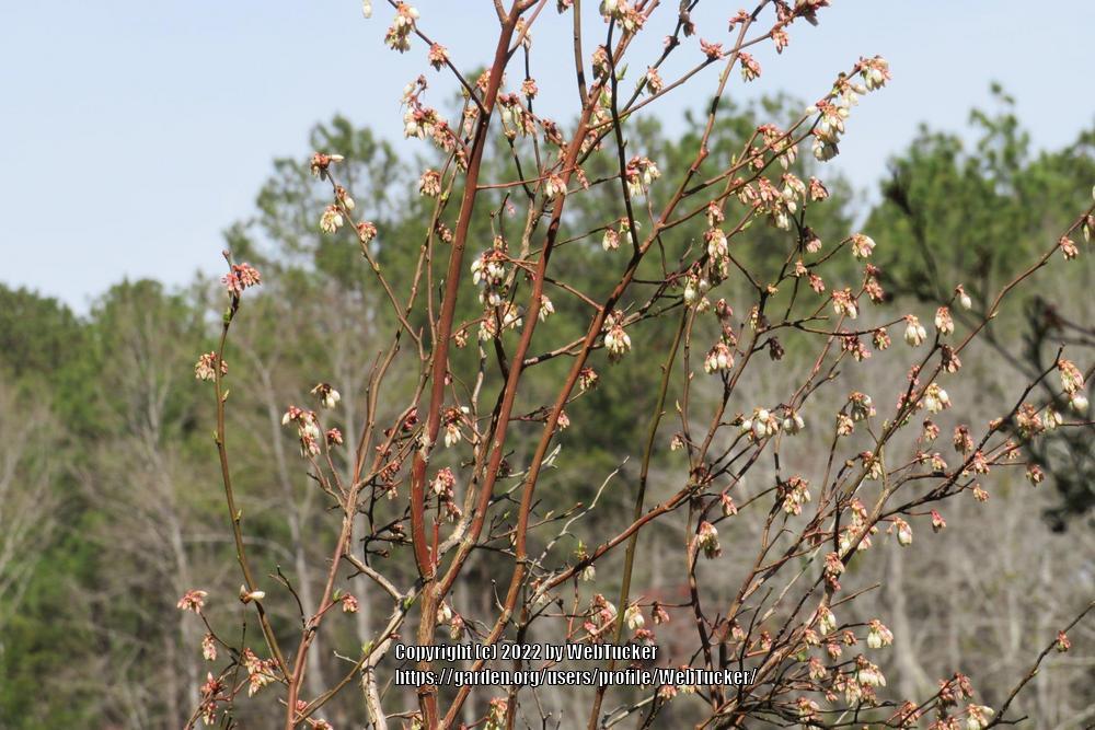 Photo of Highbush Blueberry (Vaccinium corymbosum) uploaded by WebTucker