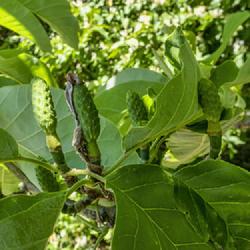 Location: Hidden Lake Gardens, Tipton, Michigan
Date: 2021-05-29
Magnolia acuminata - A cluster of baby 'cucumbers'.  I count at l