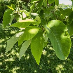 Location: Hidden Lake Gardens, Tipton, Michigan
Date: 2021-05-29
Magnolia acuminata - On this date, some new leaves were still eme