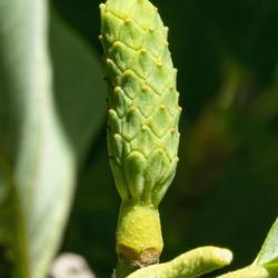 Location: Hidden Lake Gardens, Tipton, Michigan
Date: 2021-05-29
Magnolia acuminata - All the young fruit, like this, that I saw w