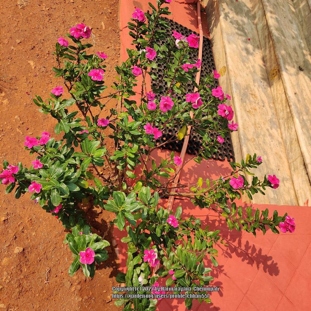 Photo of Vinca (Catharanthus roseus) uploaded by chhari55