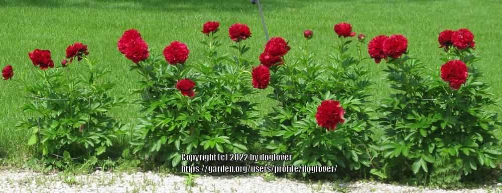 Photo of Peony (Paeonia 'Red Grace') uploaded by doglover