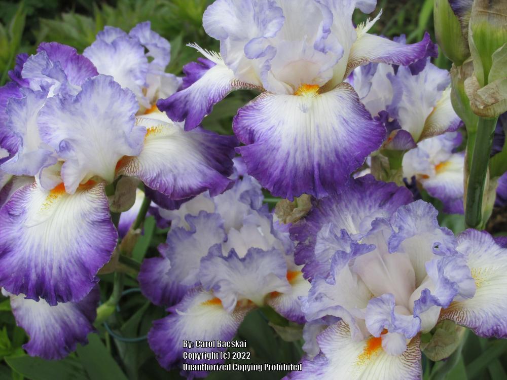 Photo of Tall Bearded Iris (Iris 'Conjuration') uploaded by Artsee1