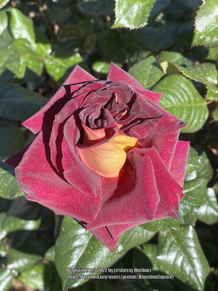 Photo of Rose (Rosa 'Garden Director Bartje Miller') uploaded by HamiltonSquare