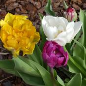 Sold as "Peony-Flowering Tulip Mixture" by Breck's