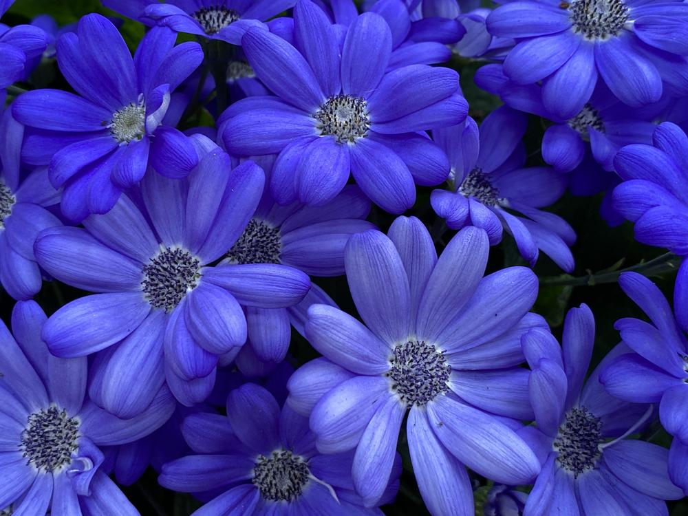 Photo of Florist's Cineraria (Pericallis hybrida) uploaded by csandt