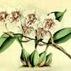illustration [as Odontoglossum cervantesii] from 'The Orchid Albu