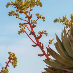 Location: Baja California
Date: 2022-03-24
12 branches on this inflorescence (much more than usual)