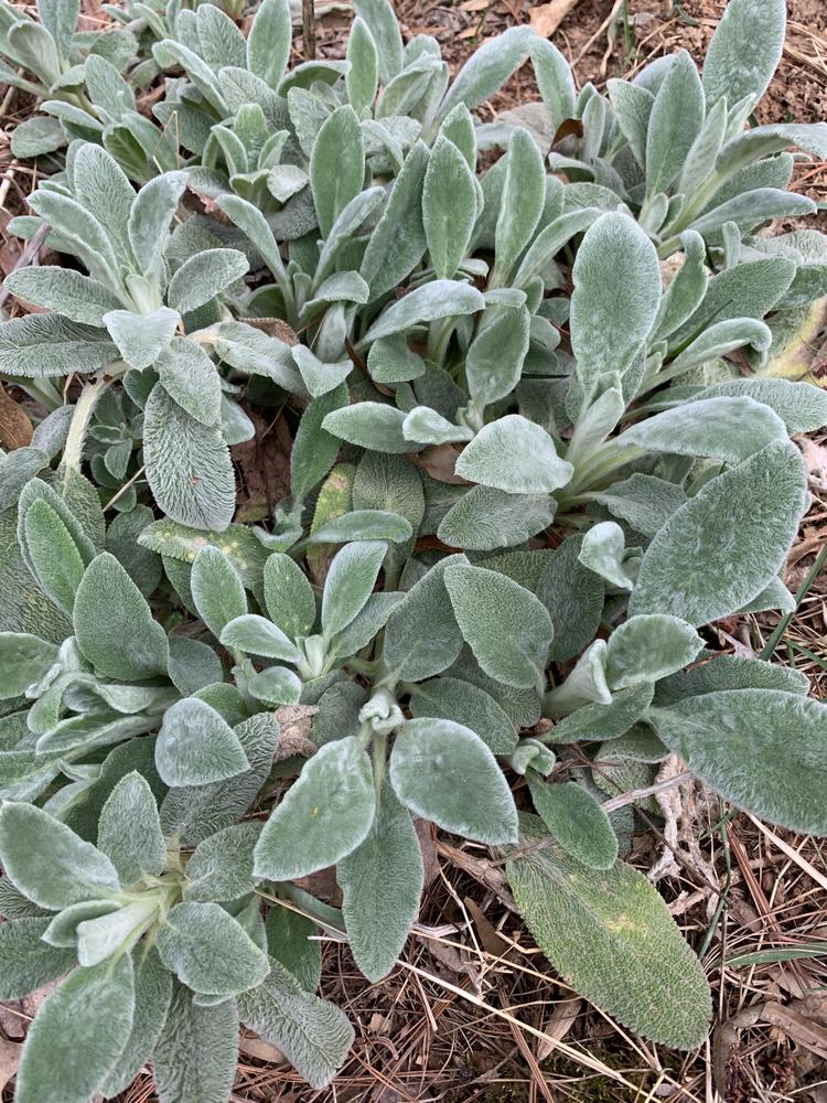 Photo of Lamb's Ears (Stachys) uploaded by JebobaTea