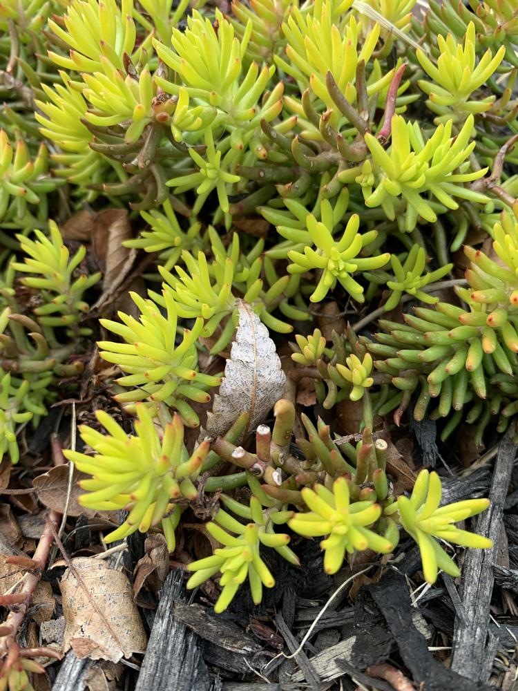 Photo of Sedum (Petrosedum rupestre subsp. rupestre 'Angelina') uploaded by JebobaTea