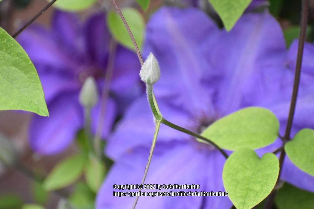 Photo of Clematis 'Elsa Spath' uploaded by SoCalGardenNut