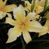 Photo by Sun Dragon Daylilies. Used by permission.