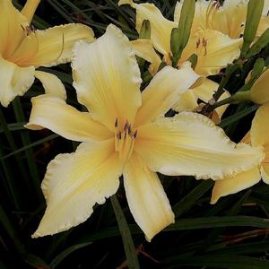 Photo by Sun Dragon Daylilies. Used by permission.
