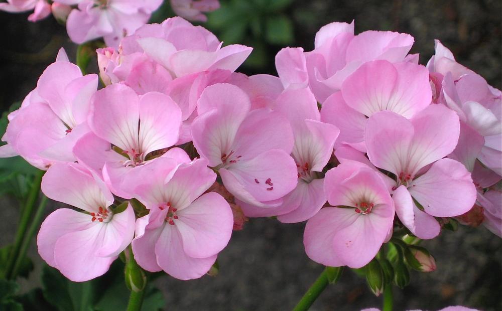 Photo of Storksbill (Pelargonium Patriot™ Soft Pink) uploaded by Fleur569