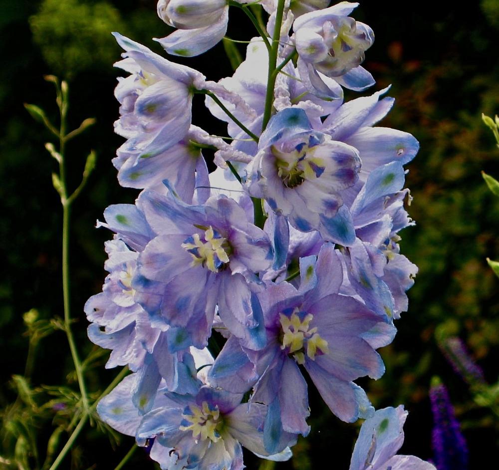 Photo of Larkspur (Delphinium elatum 'Guardian Lavender') uploaded by Fleur569