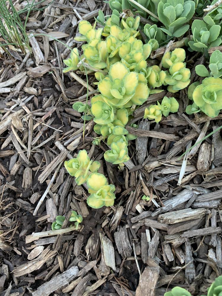 Photo of Garden Stonecrop (Hylotelephium erythrostictum) uploaded by JebobaTea