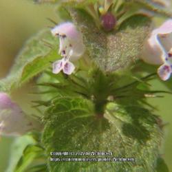 Location: Aberdeen, NC
Date: March 26, 2022
Purple Dead nettle  #105; RAB page 905, 164-12-2; AG page 420 and